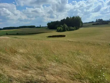 Borzestowska huta   3