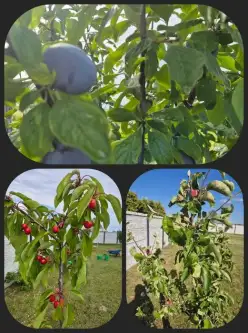 Gierałtowice ,  Graniczna   7