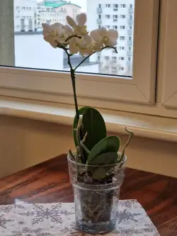 Warszawa ,  Ogrodowa   3