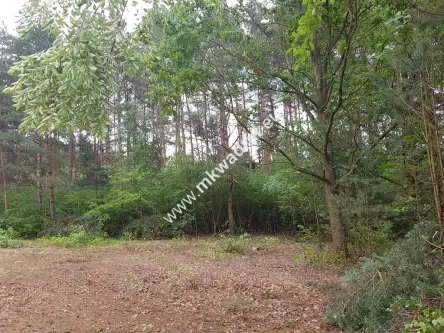 Musuły ,  www.mkwadrat.eu   2