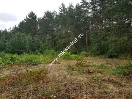 Musuły ,  www.mkwadrat.eu   3