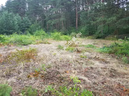 Musuły ,  www.mkwadrat.eu   4