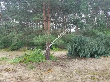 Musuły ,  www.mkwadrat.eu   5