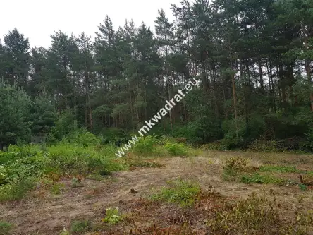 Musuły ,  www.mkwadrat.eu   6