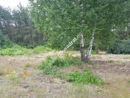 Musuły ,  www.mkwadrat.eu   7